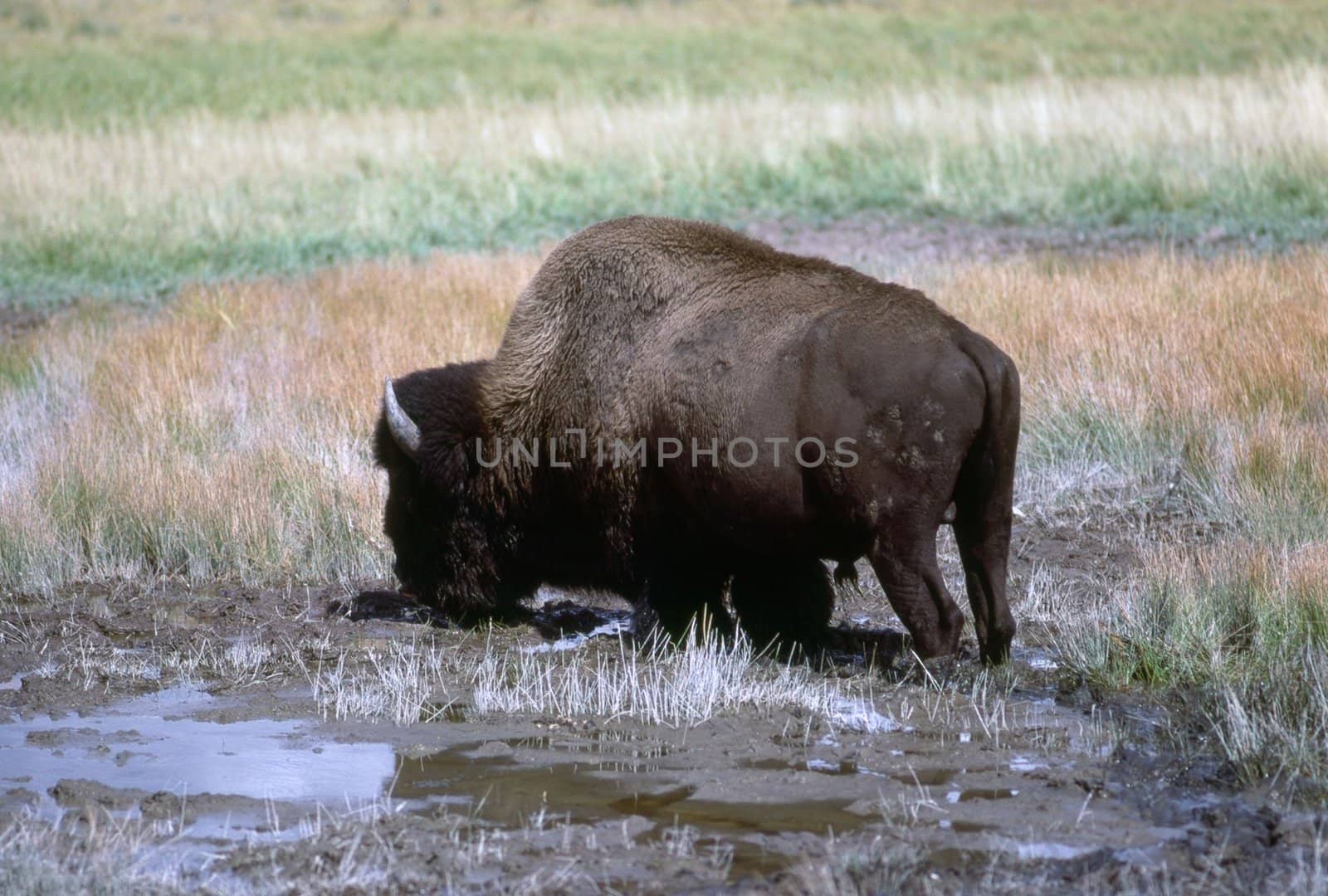 Bison, Wyoming