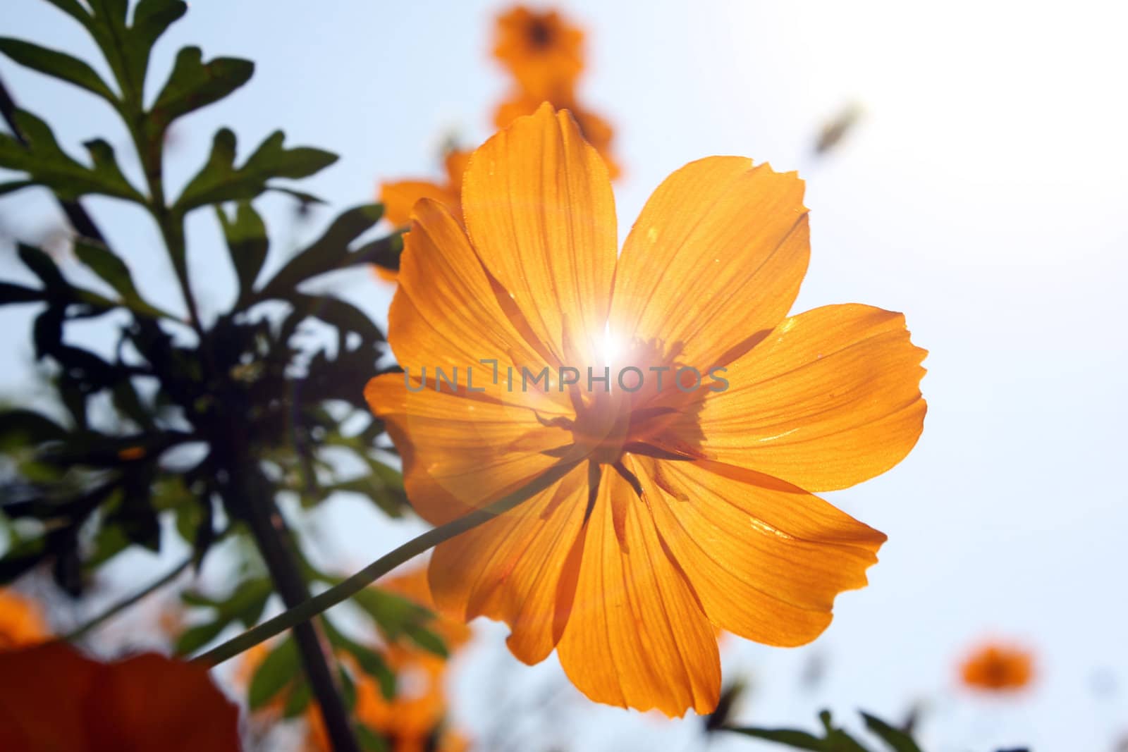 A beautiful bright orange flower facing the sun.