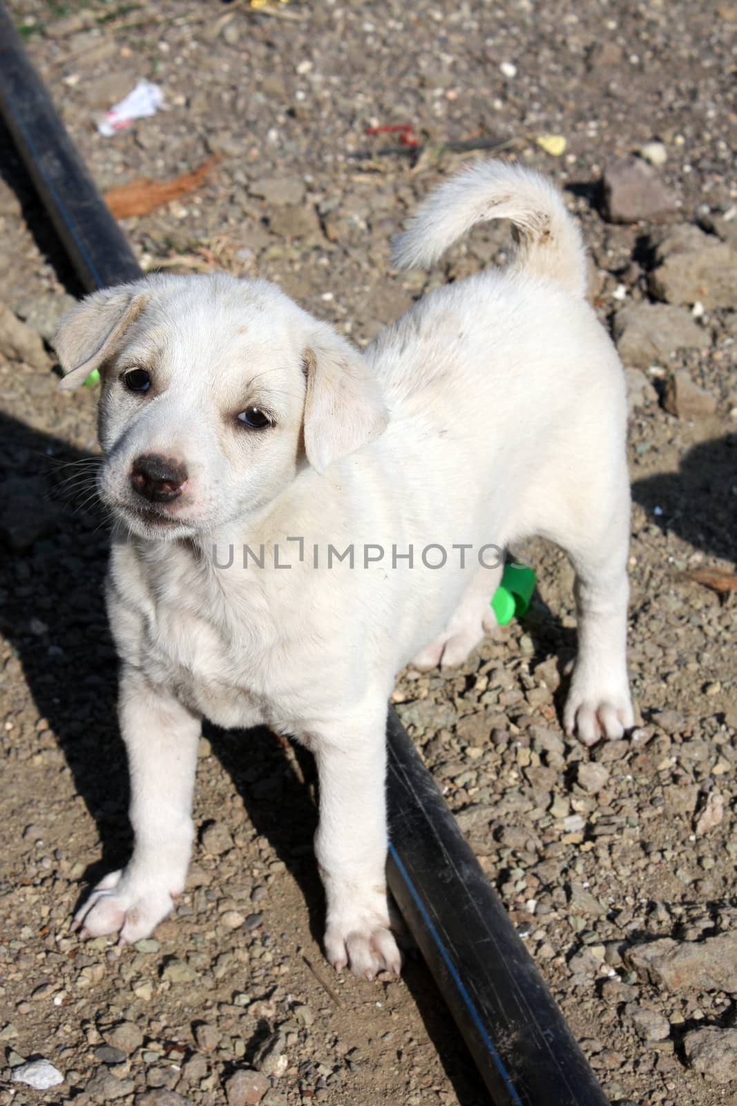 A poor looking streetside cute puppy.