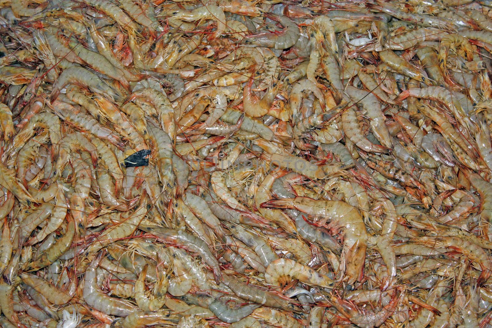 A background of fresh prawns.