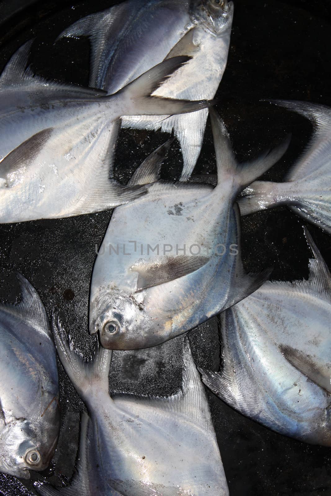 Fresh Pomfret (earlier known as pamflet) fish on a black surface.