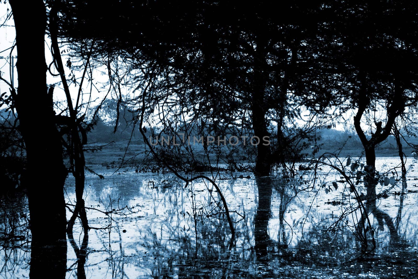 A background of dangerous marshes / marshland at night, in moonlight.