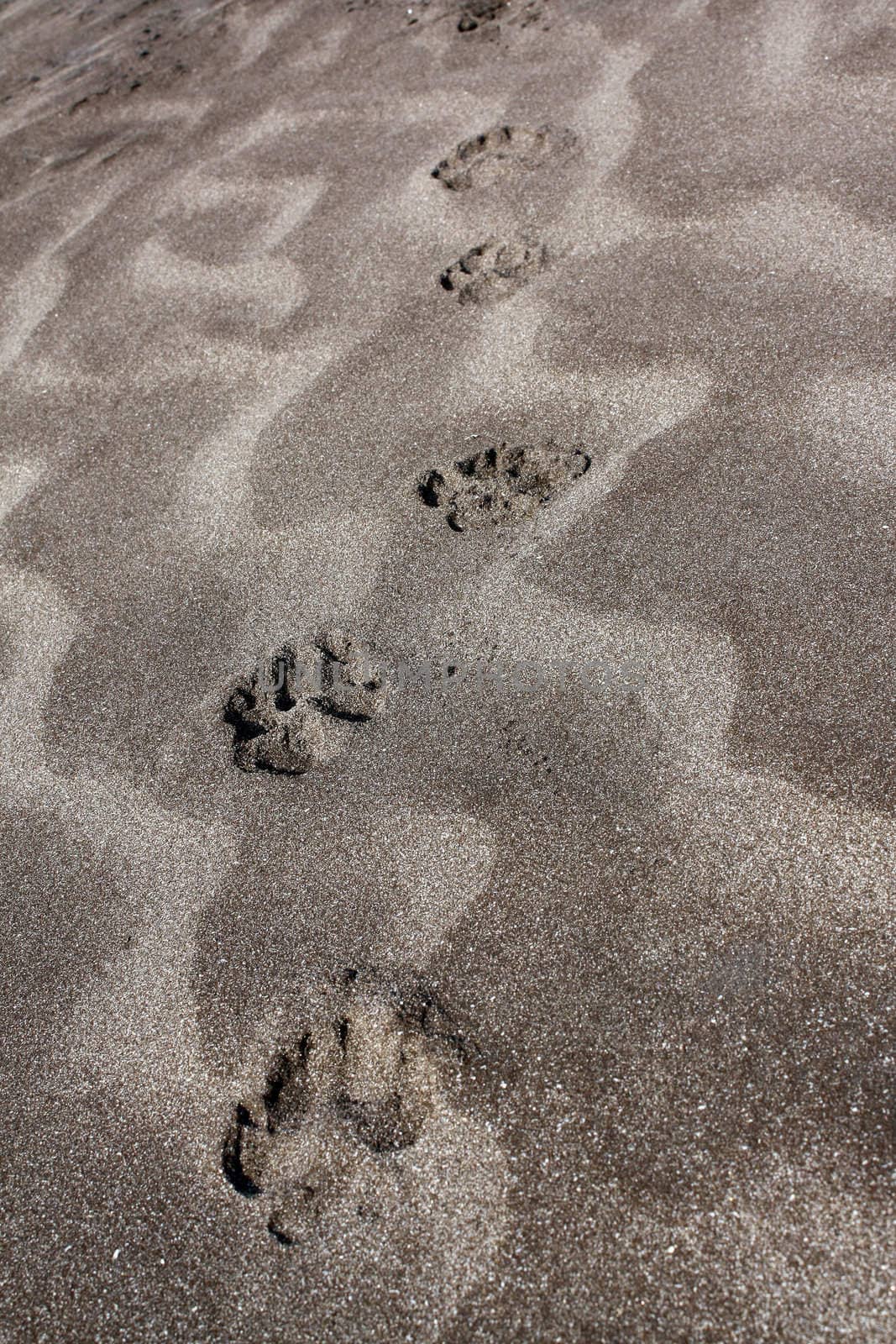 Pugmarks of an animal in the beach sand.