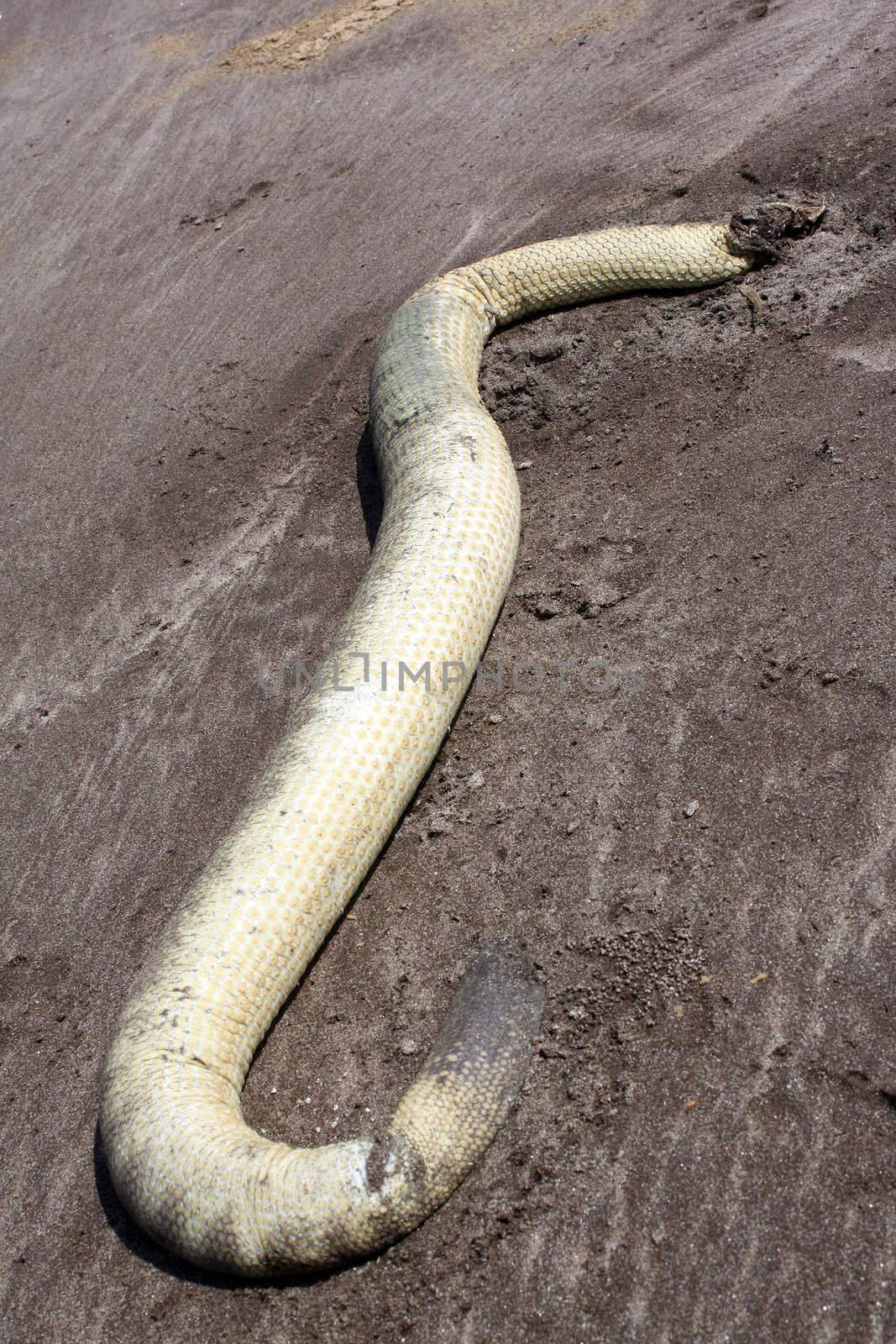 A dead sea-snake / eel, dead on a beach due to oil spill in the polluted sea.