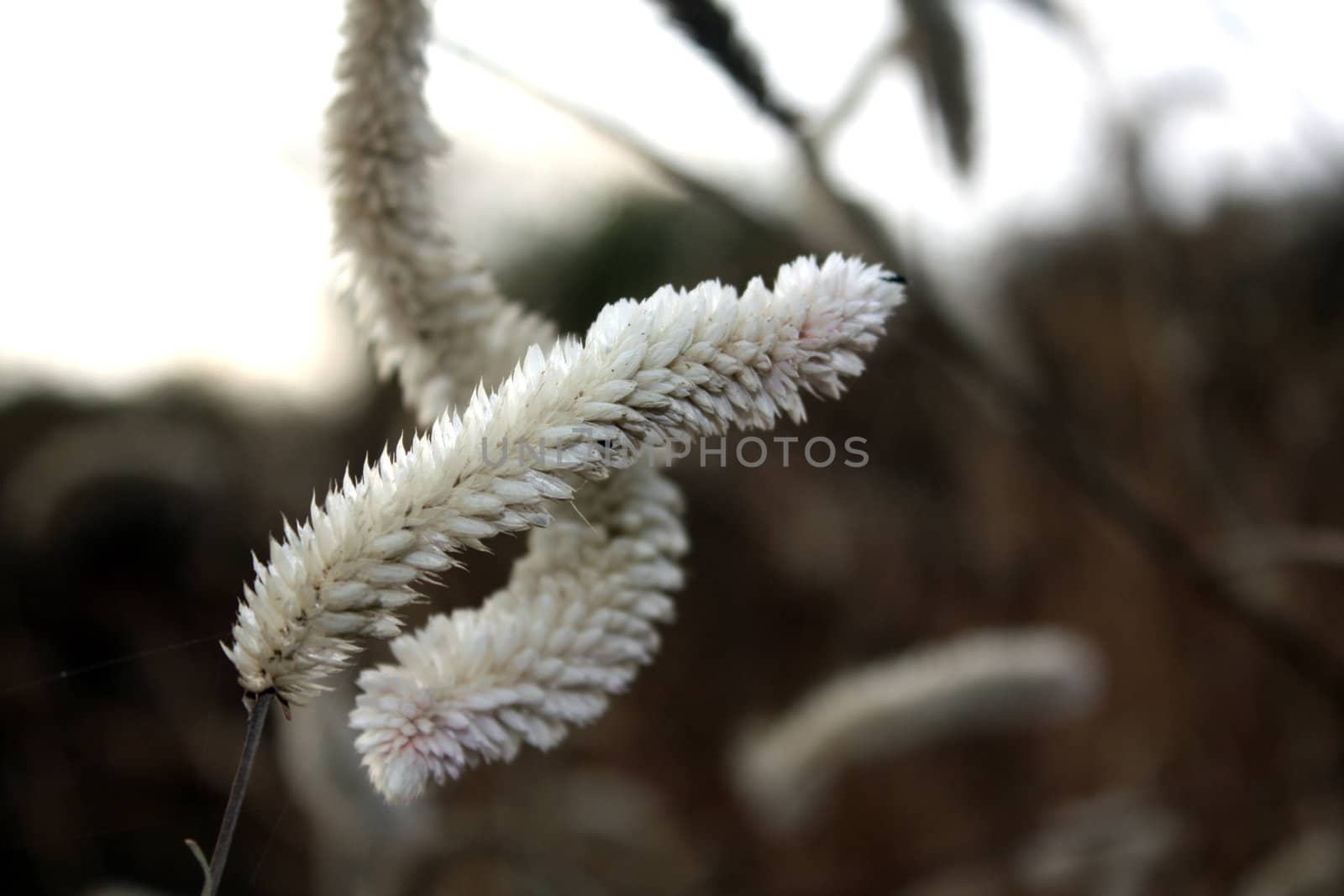 A closeup view of a wild white tuft in the countryside.