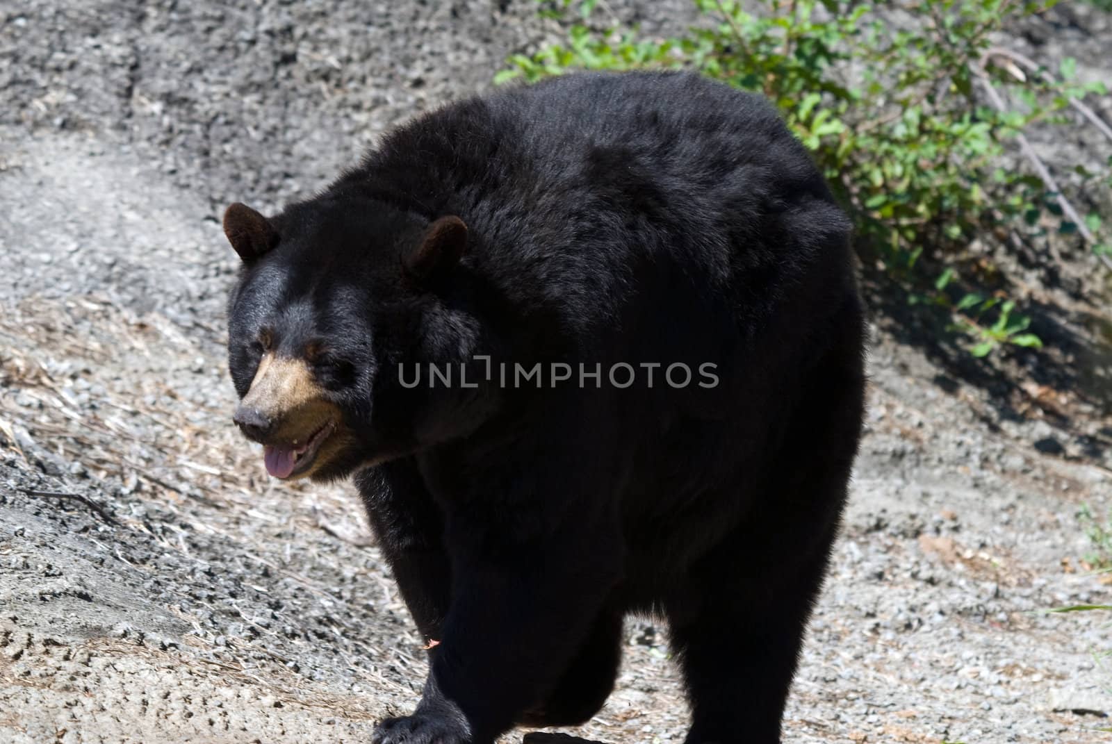 A big black bear in early Spring