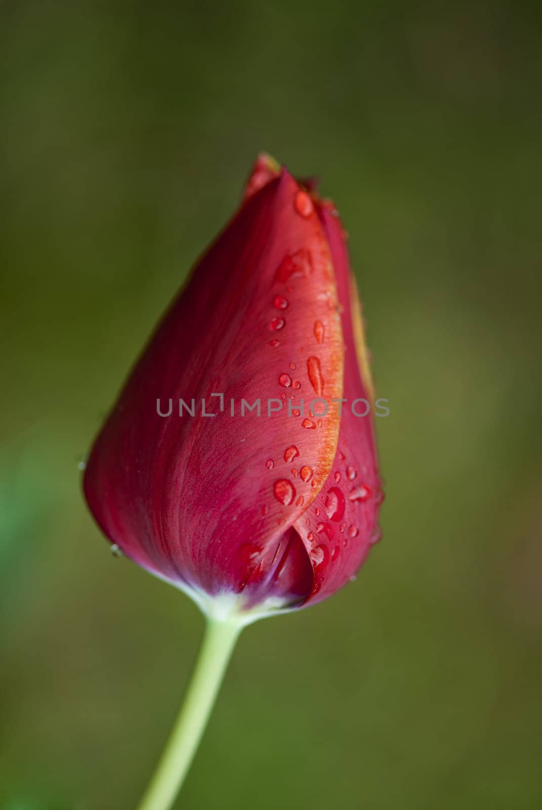 Closed Red Tulip on a Tuscan Garden, Italy
