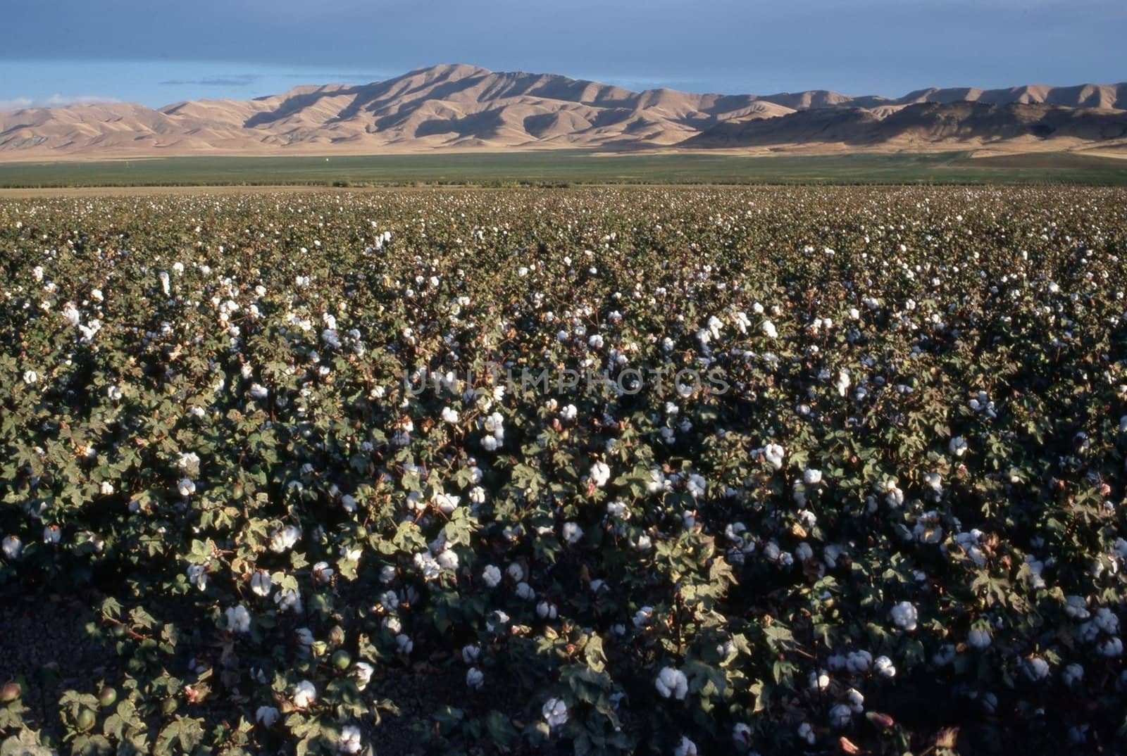 Cotton Field, California