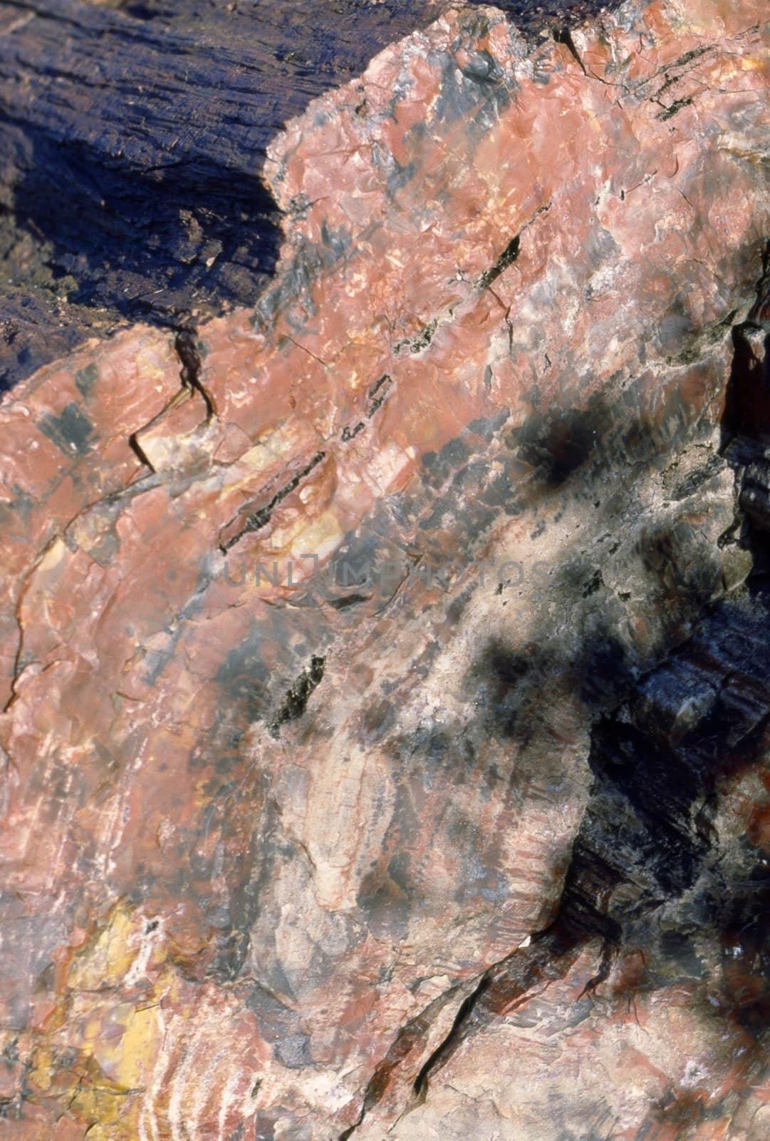 Petrified Tree Stump, Arizona