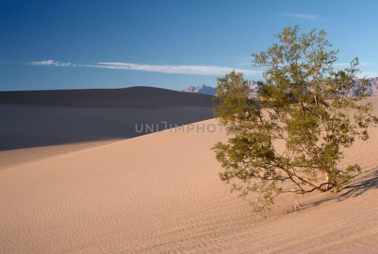 Mesquite Tree in Sand Dunes, Death Valley, California