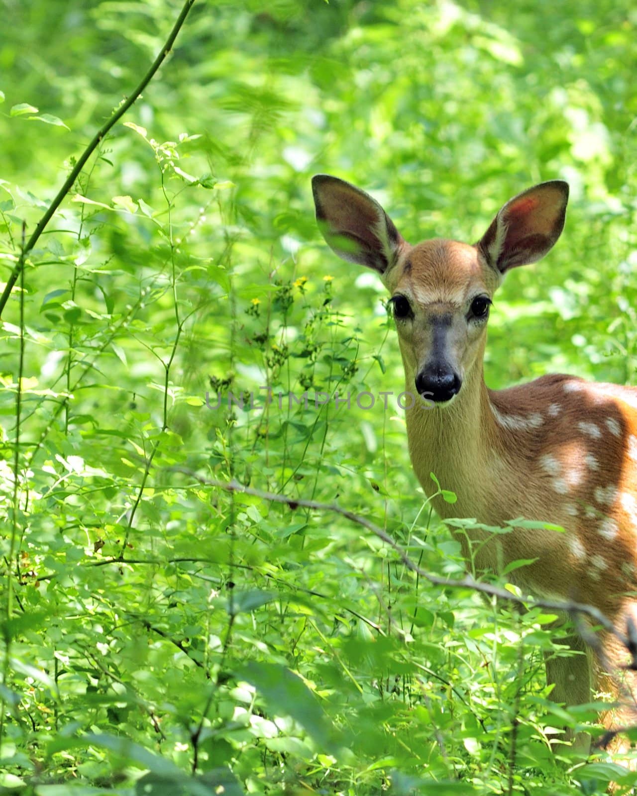 Whitetail Deer Fawn by brm1949