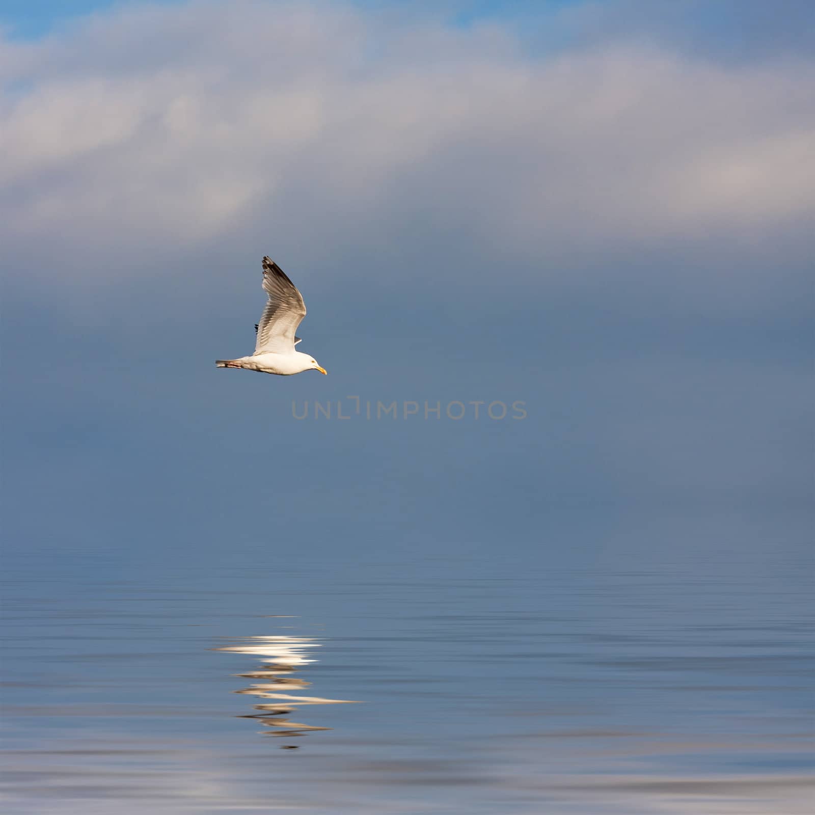 A large seagull flying over a blue sky with a reflection coming off the water.