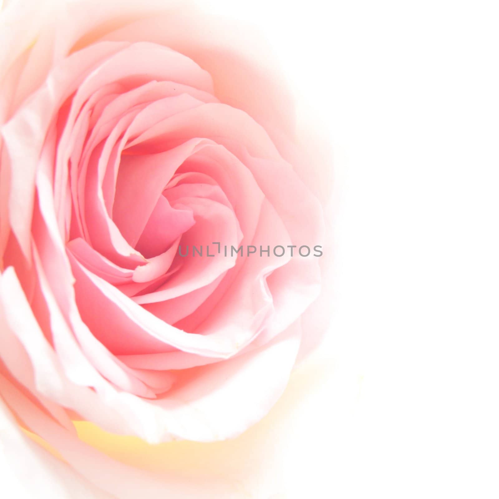 bright pink roses on white backround with copyspace