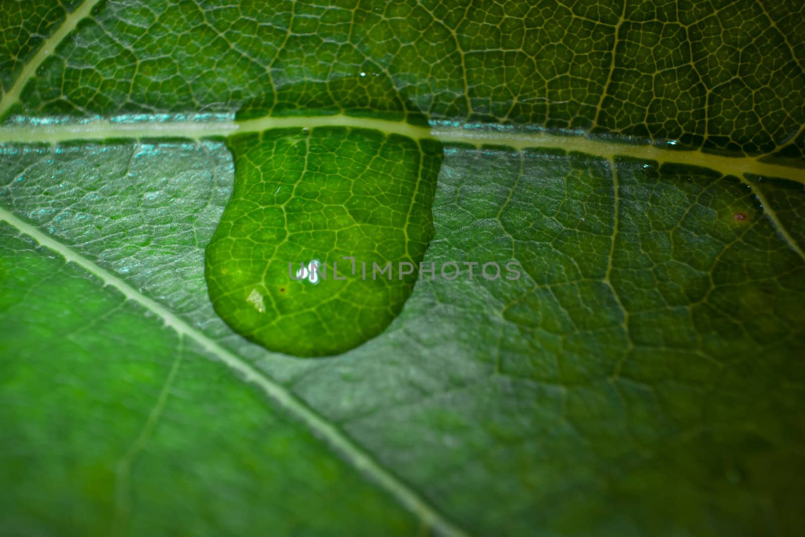 green fresh leaf details macro