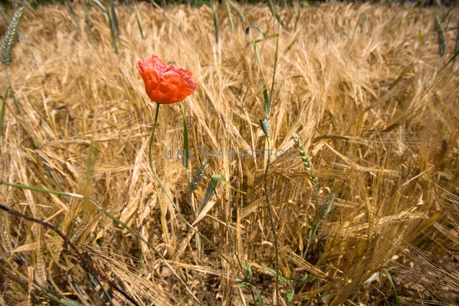 Yellow grain ready for harvest growing in a farm field