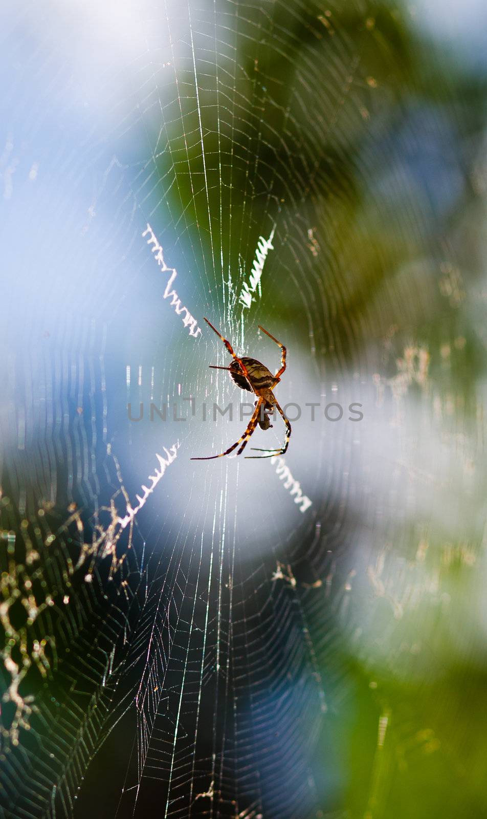 Spider in a Dew Covered Web