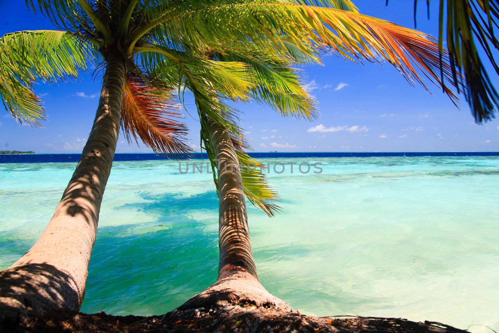 Tropical Paradise at Maldives with palms and blue sky