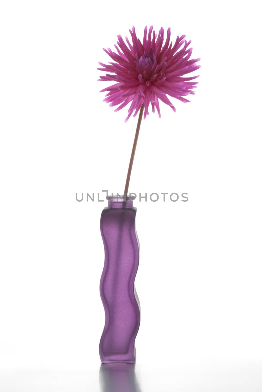 Single purple dalia flower in purple vase on White Background on top of reflective silver surface.