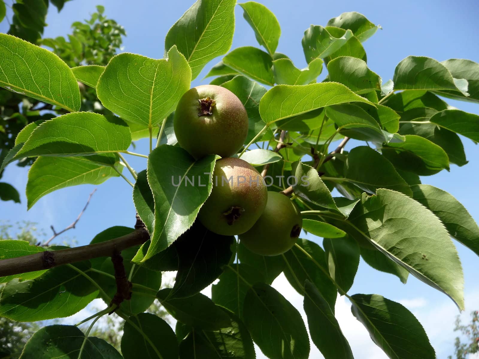 Apples among the leaves on a background of blue sky