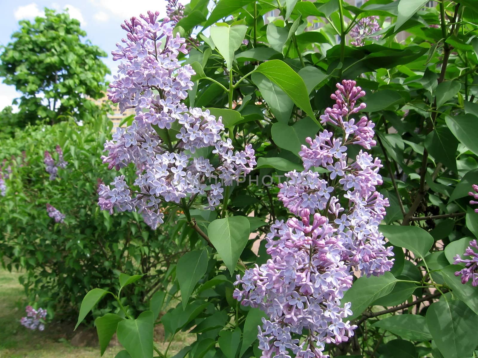 Blue lilac flowers on a background of green leaves