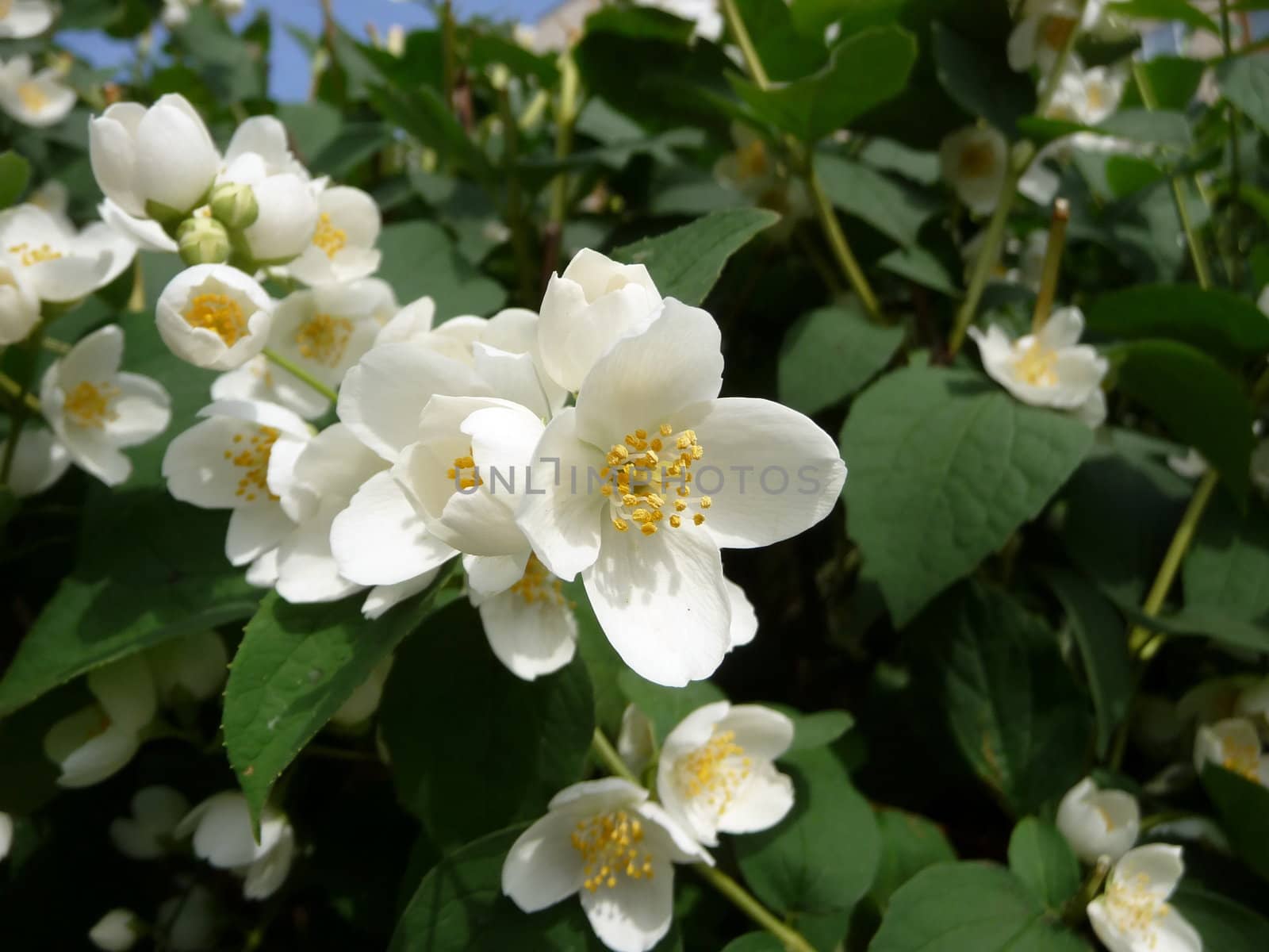 White jasmine flowers on a background of green leaves