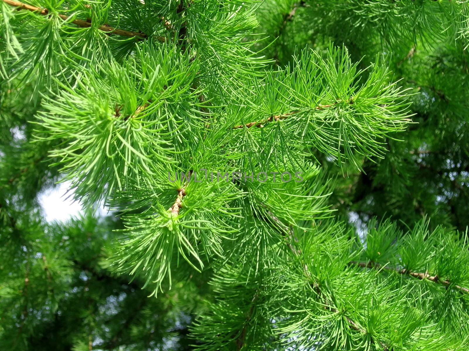 Green pine needles on a forest background