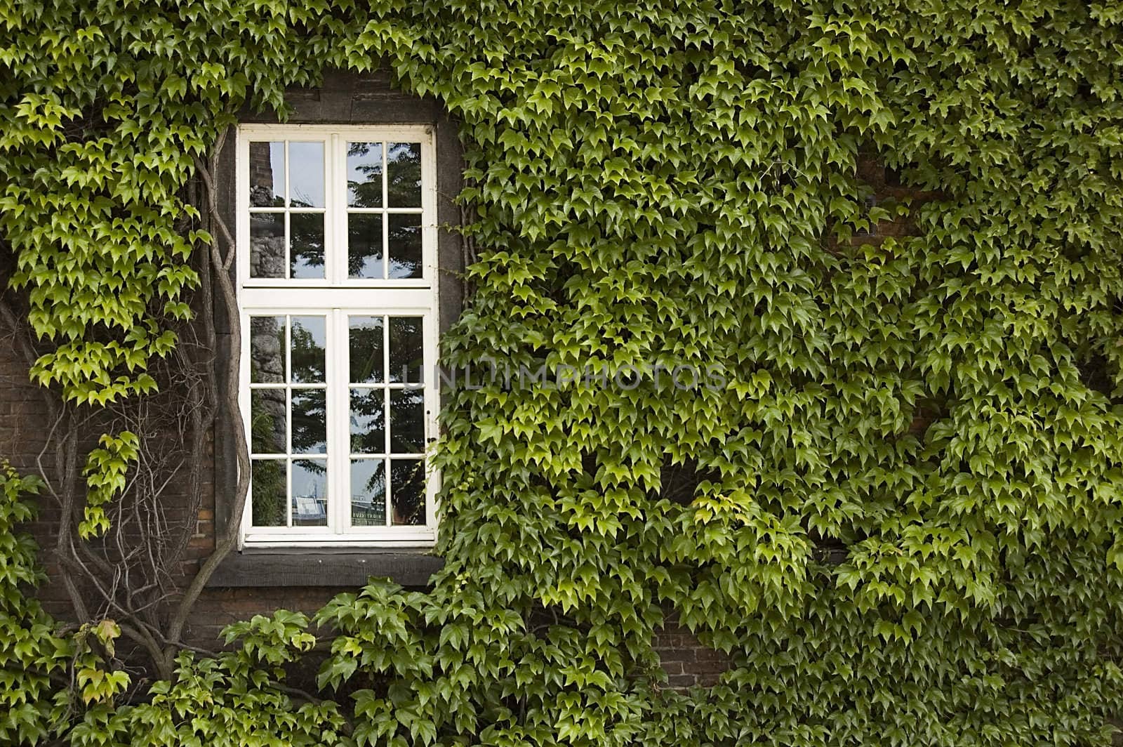 An green ivy covered wall with a window