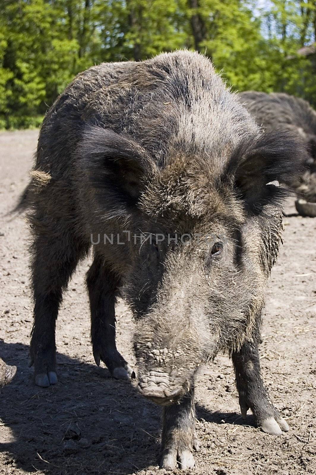 wild boar by johnnychaos