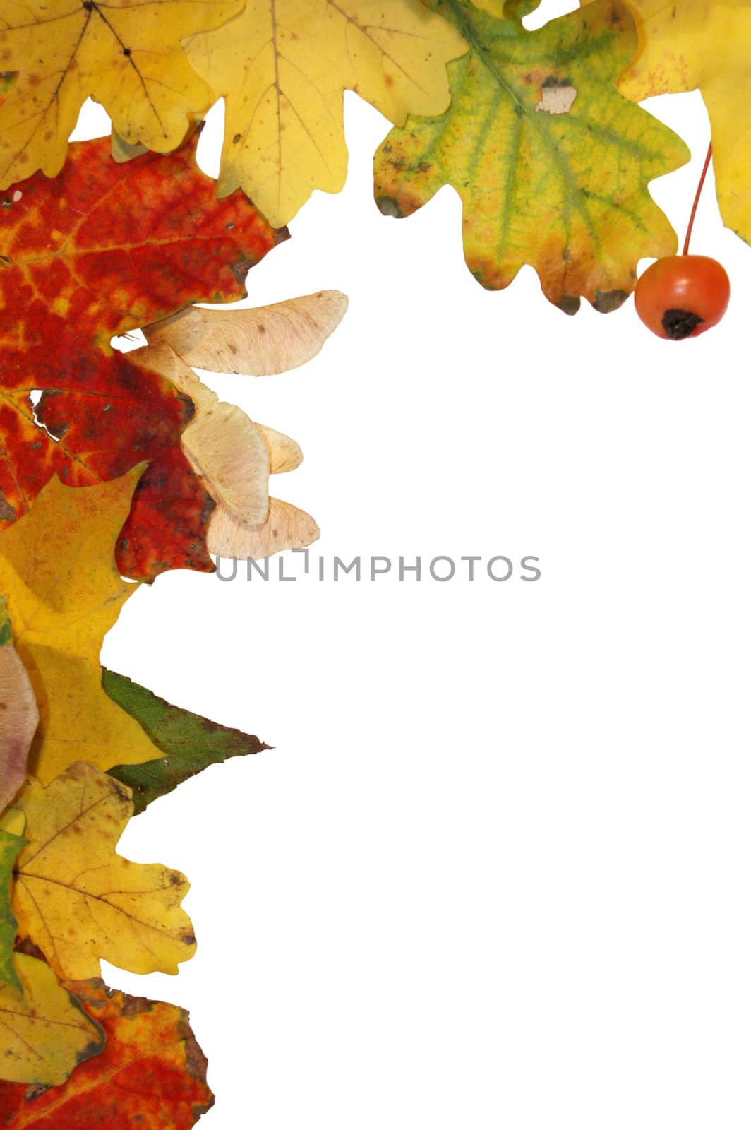 Autumn leaves by johnnychaos