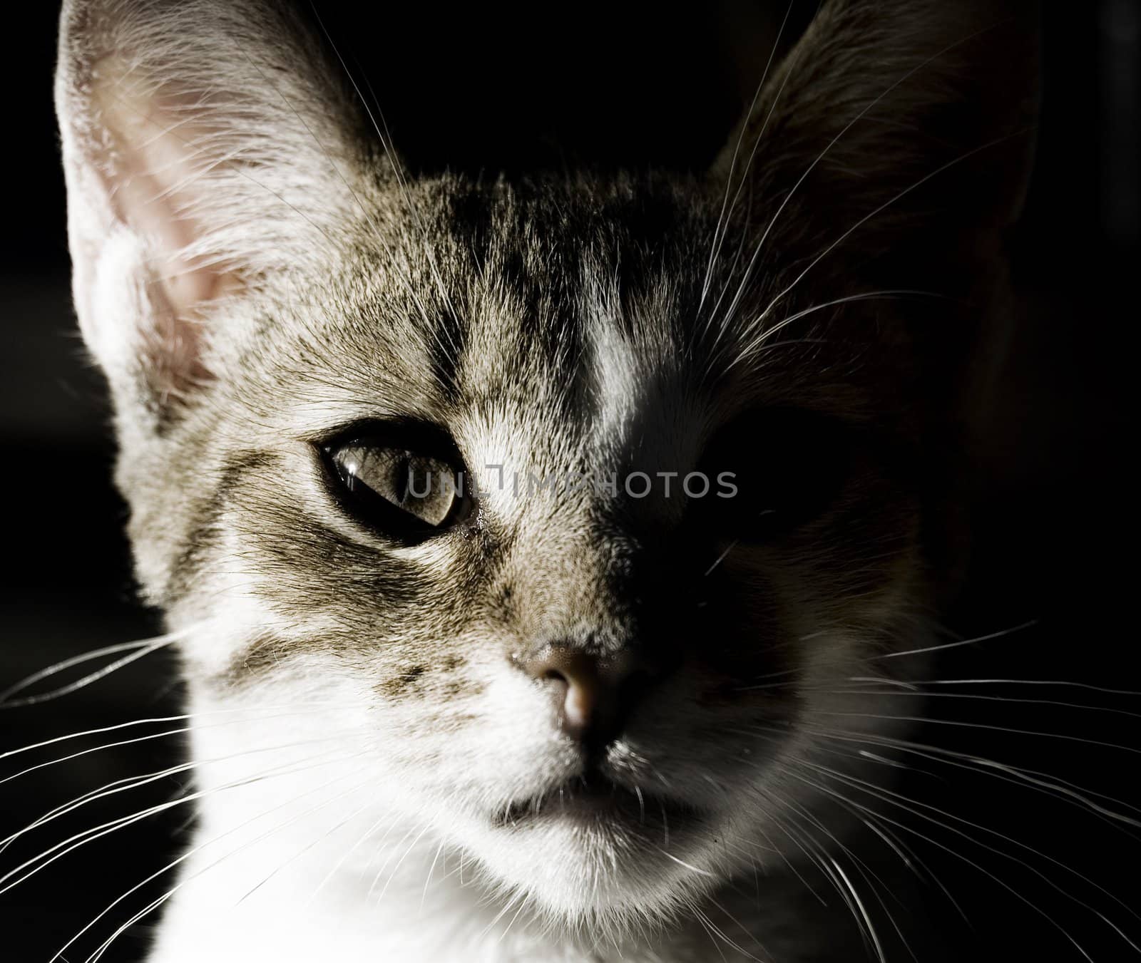 Portrait of little domestic cat with strong shadow