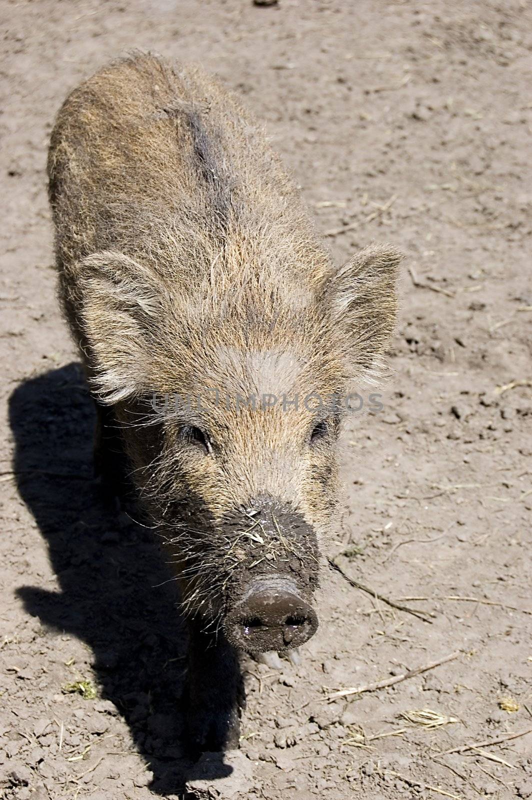 Little baby gray wild boar