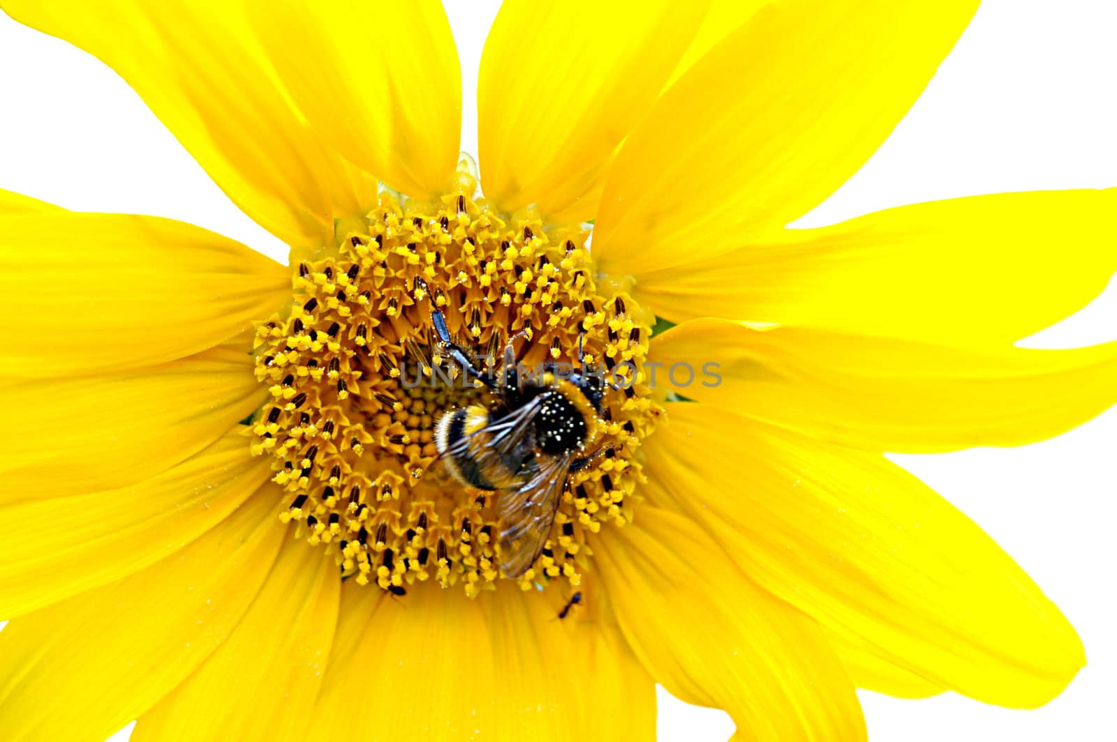 Isolated fresh sunflower with hard working bumblebee