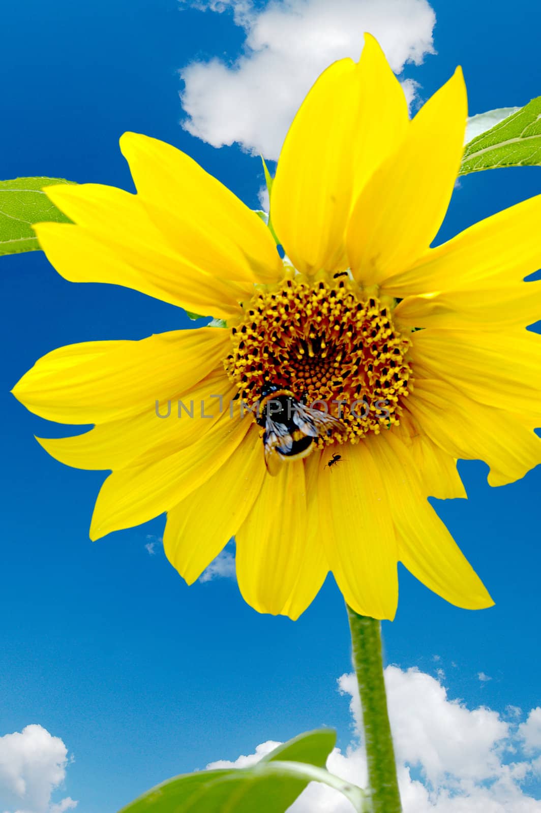 fresh sunflower with hard working bumblebee