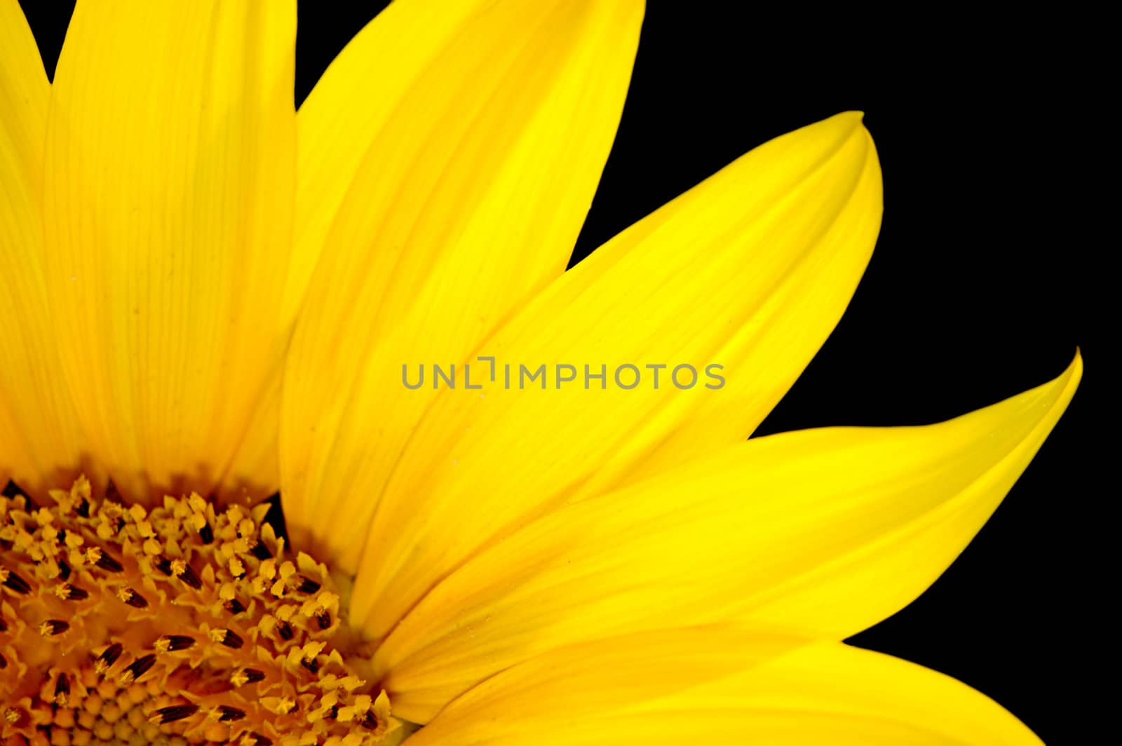 sunflower by johnnychaos