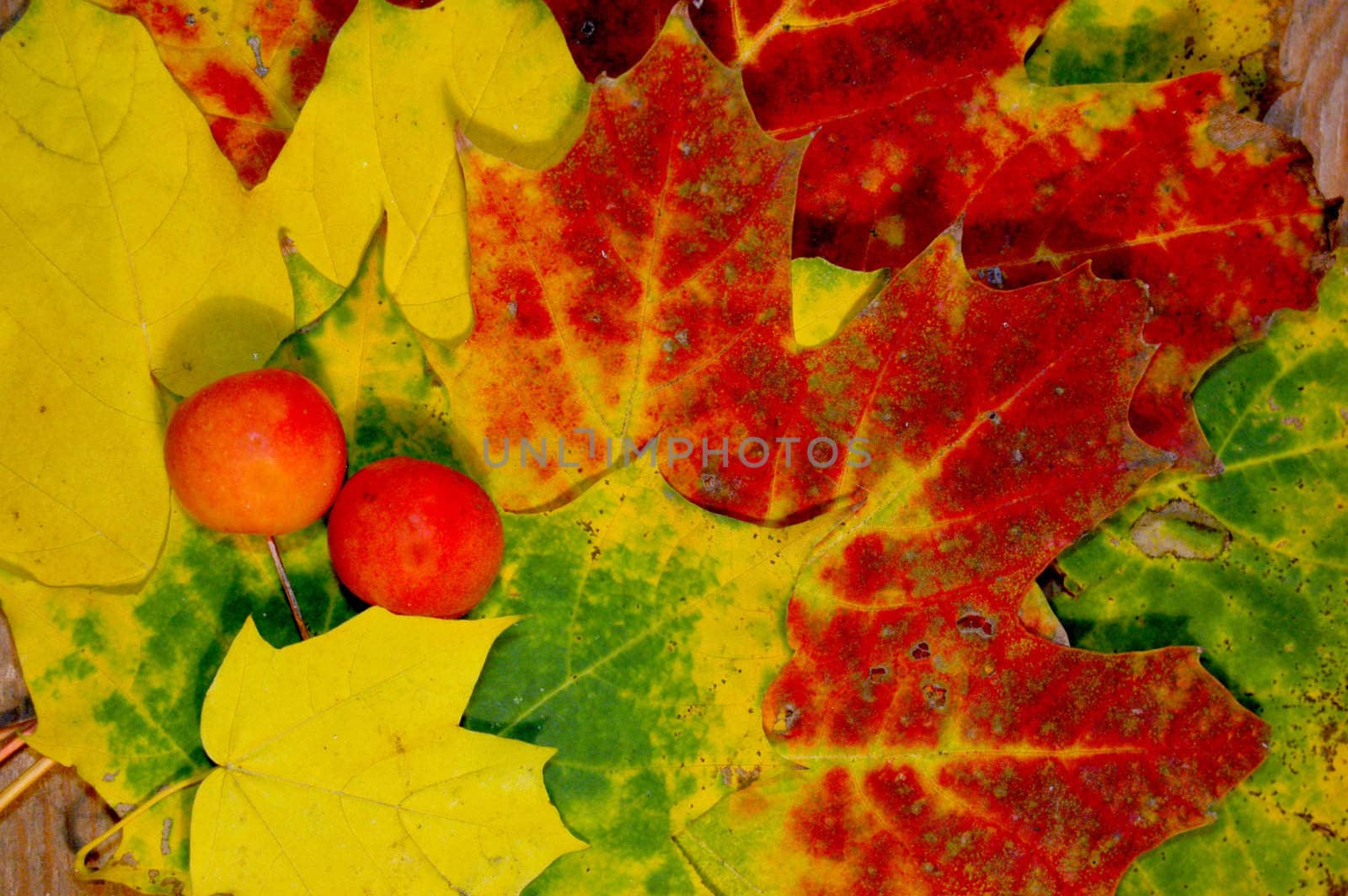 Polish golden autumn