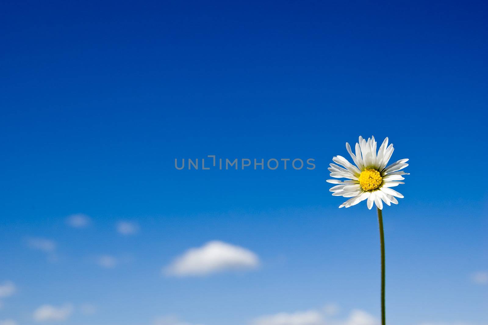 Daisy against sky blue background