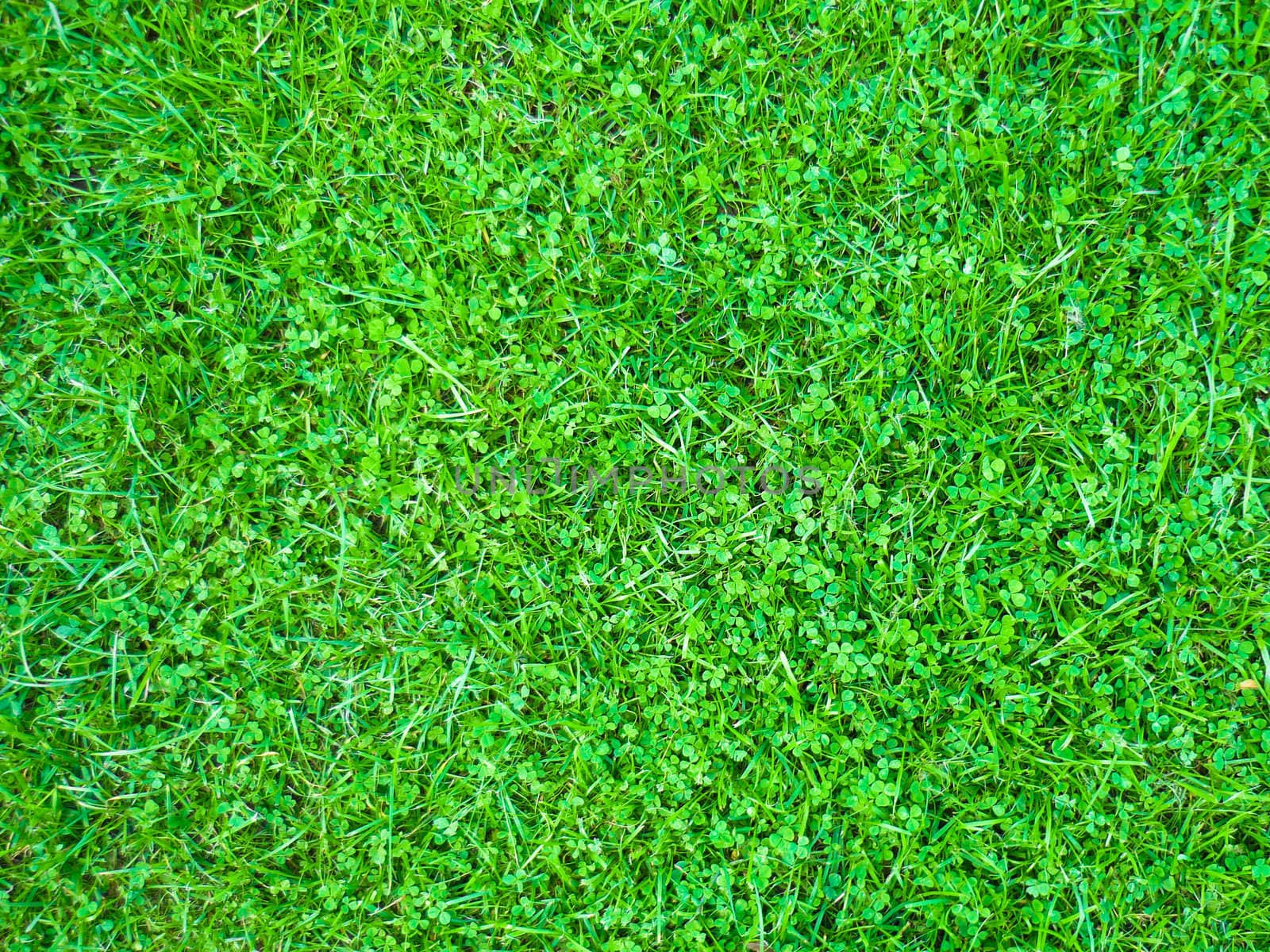 Close-up image of fresh spring green grass