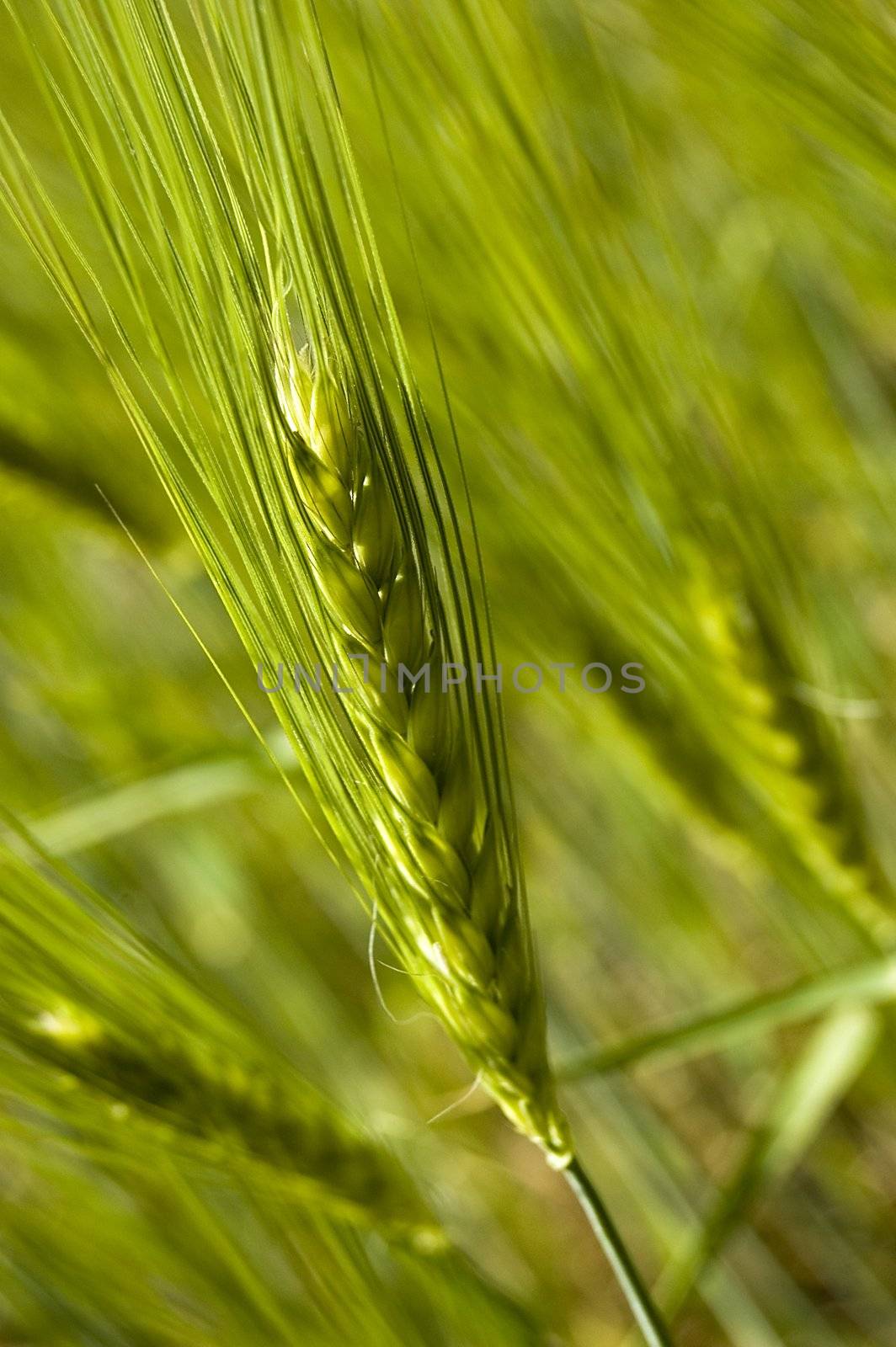 Wheat field on spring by johnnychaos