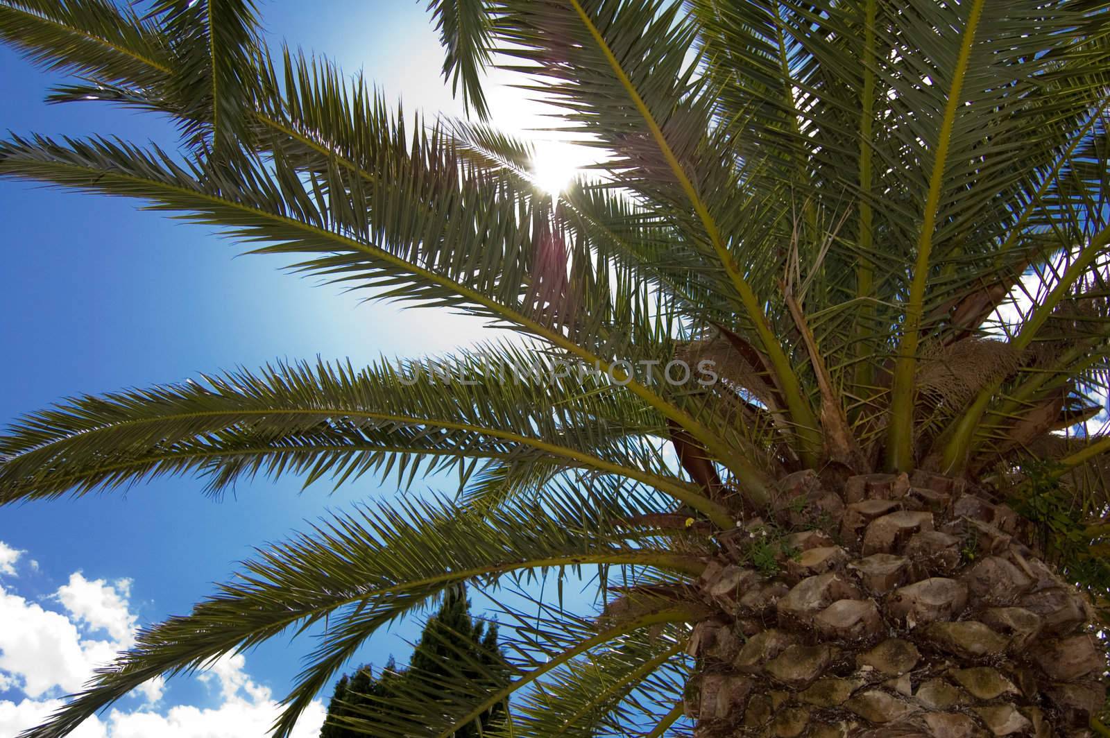 Standing under a palm