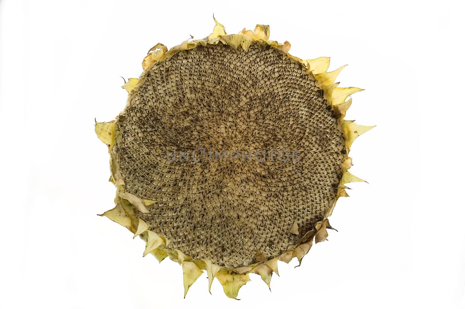 Eaten sunflower isolated on white background