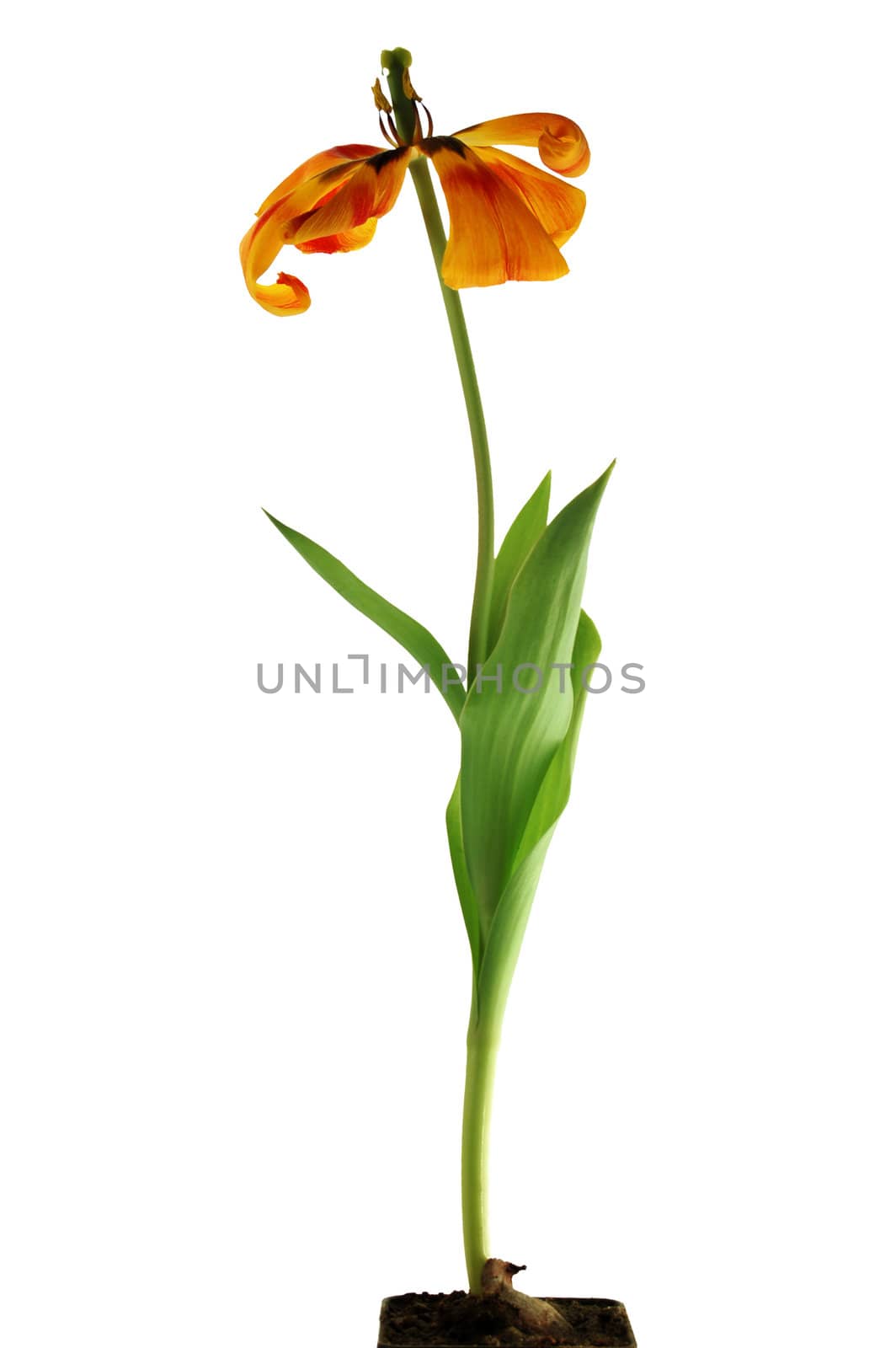 Dry tulip over white background