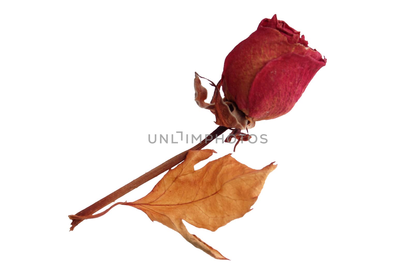 dry old rose isolated on white