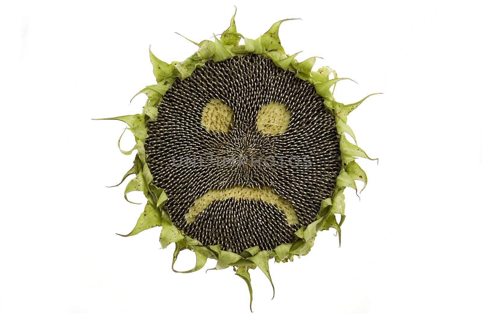 Sad sunflower with seeds isolated on white background