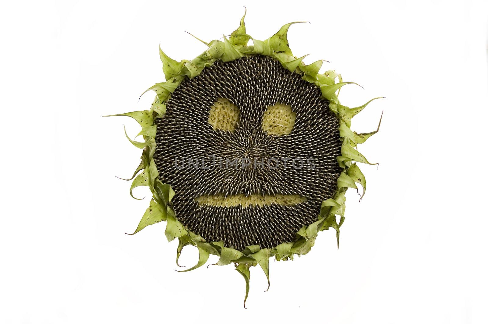 sunflower with seeds isolated on white background