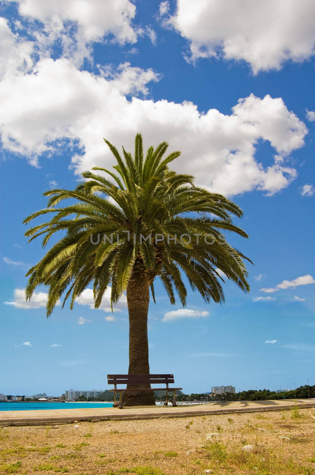 Lonely palm under blue sky