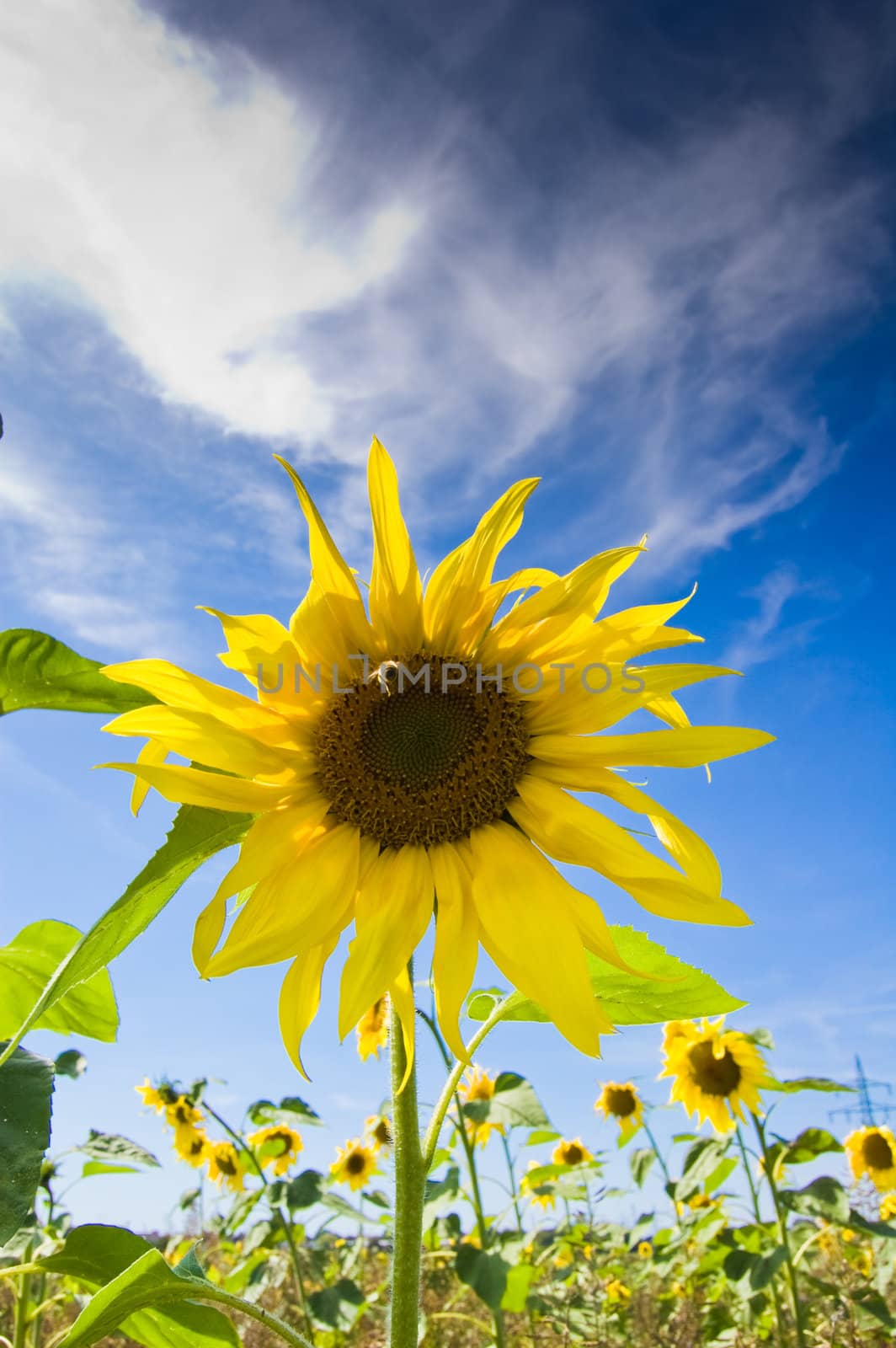 beautiful sunflowers with blue sky