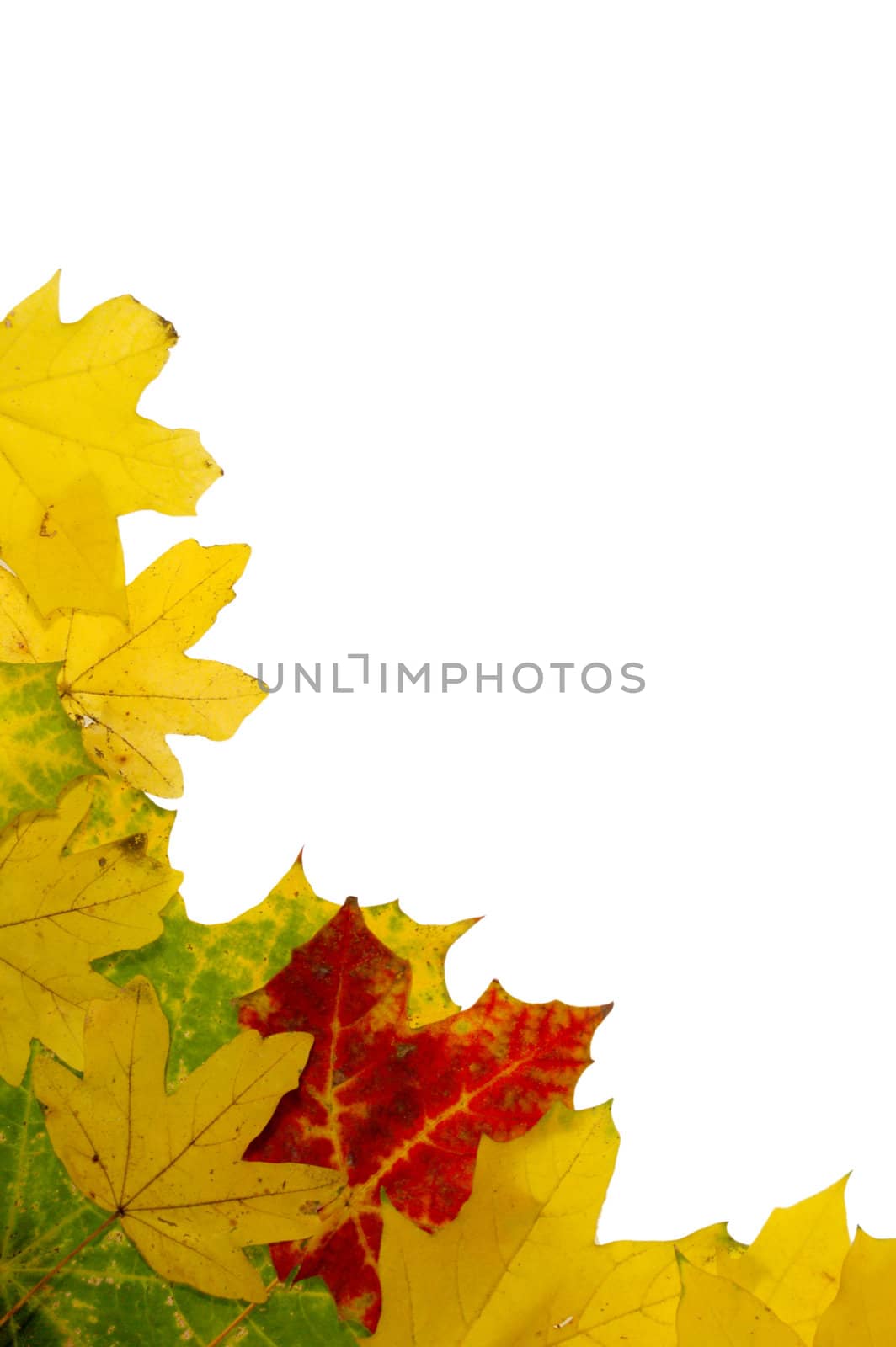 Autumn leaves by johnnychaos