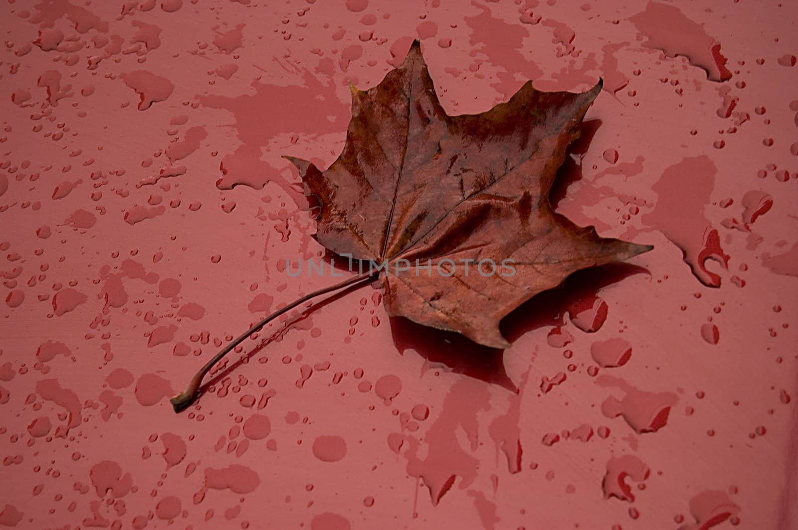 Single autumn leaf over red metalic surface.