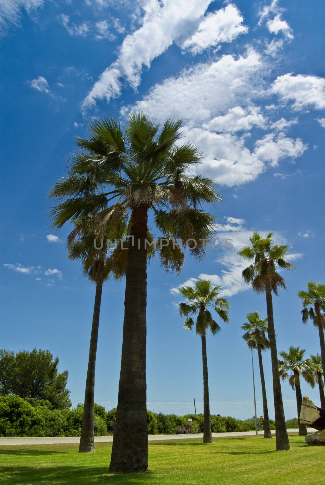 Beautiful palm-lined street under blue sky