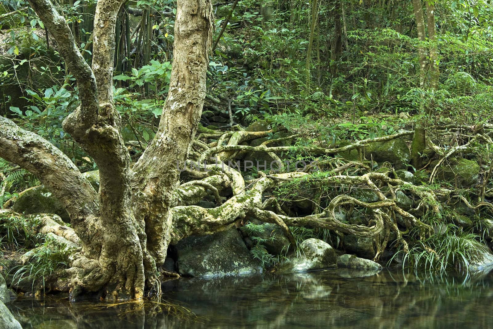 tree in water in forest